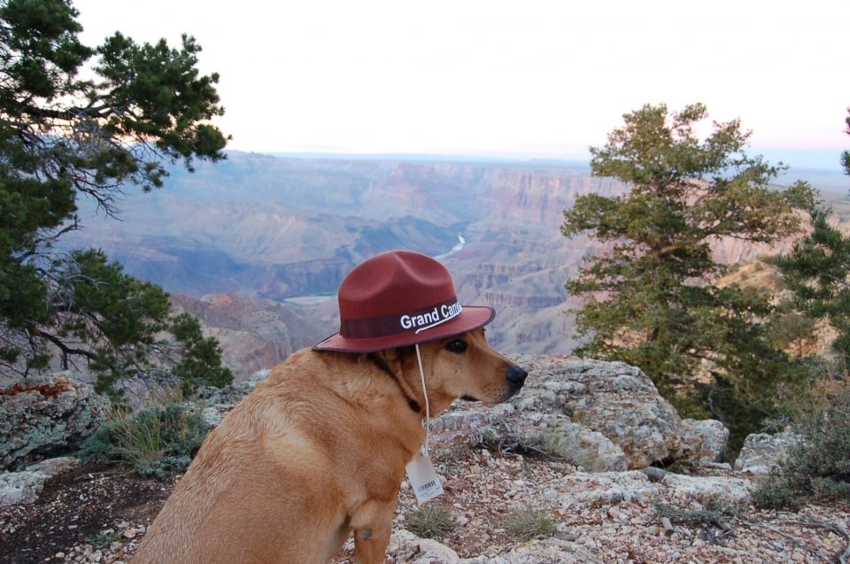 Dog wearing a Grand Canyon ranger hat sitting at the rim at Grand Canyon National Park