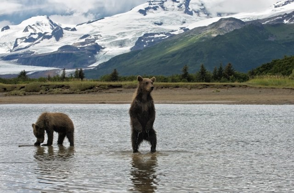 Two brown bears in lake