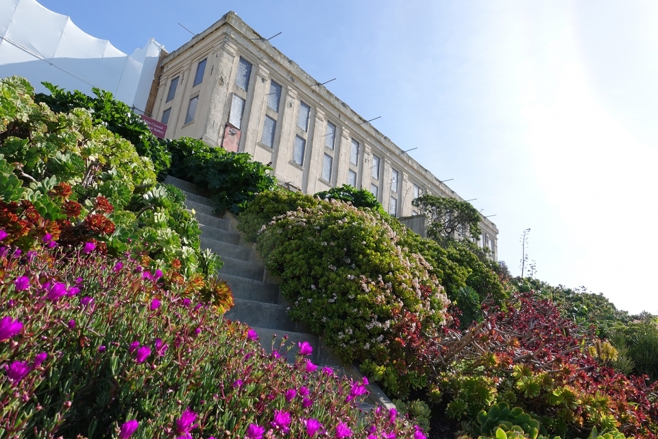 Steep steps carve a path through a blooming garden, filled with Roses, agave, mirror plant, fuchsia, and calla lilies. In the background, the Alcatraz cellhouse looms in the sunlight