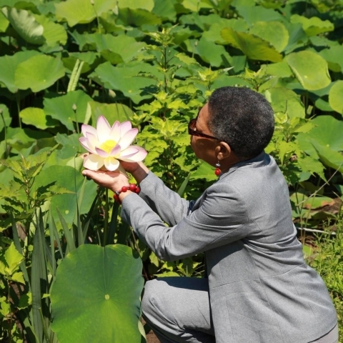 Audrey Peterman kneels down and cradles a lotus blossom in her hands