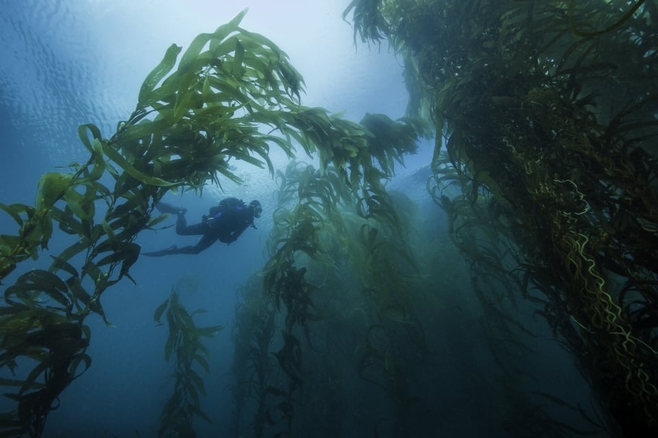 A scuba diver explores underwater kelp forests