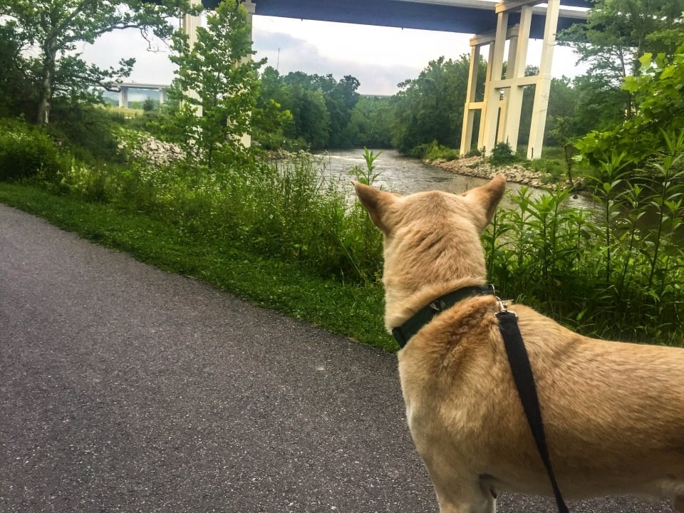 Dog on a paved trail near a river running under a tall bridge