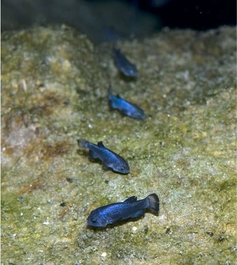 4 iridescent blue pupfish at the bottom of Devil's Hole at Death Valley National Park