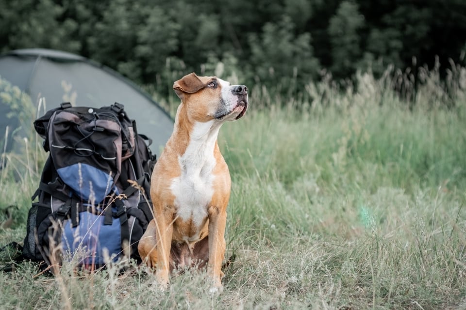 Dog sits next to a backpack at a campsite, a tent is set up in the background