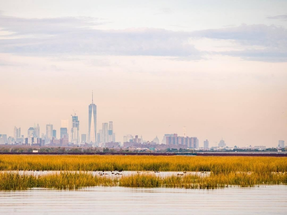 Marsh with birds and New York City skyline in background