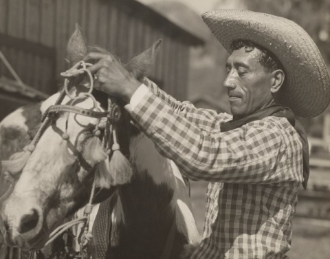 Sepia photo of a cowboy (paniolo) adjusting straps on his horse