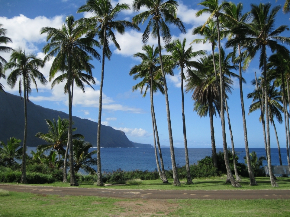View from the Bay View Home at at Kalaupapa and Kalawao Settlements, with rows of palm trees looking out onto the blue ocean