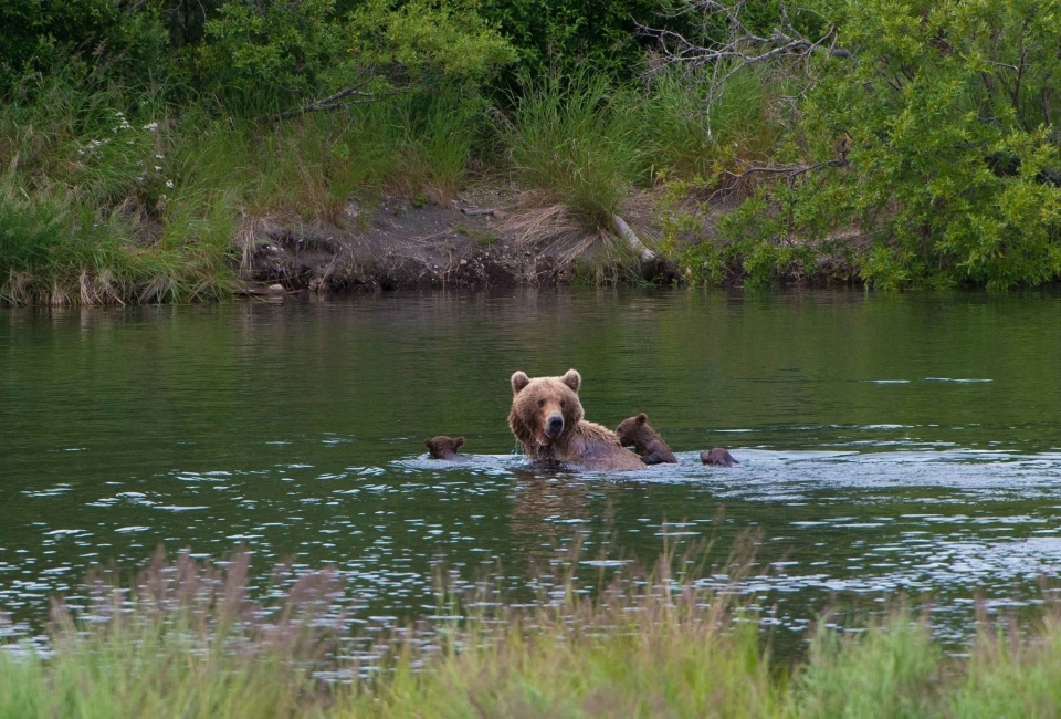 A bear sow and her cubs swimming in a river