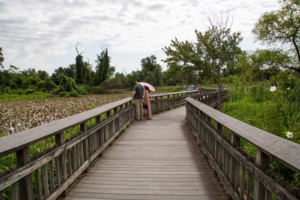 Visitors walking on a boardwalk through a marsh with flowers in bloom