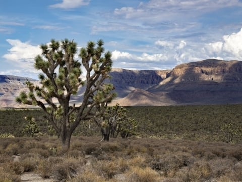 cactus like tree to left, mountains cloudy sky behind