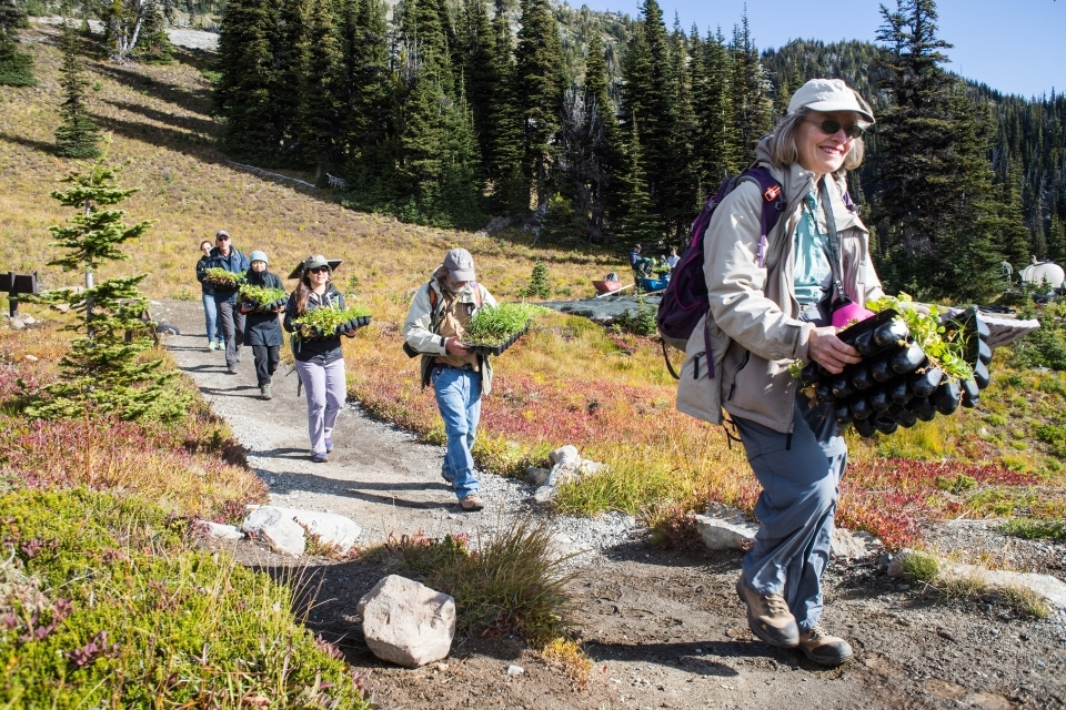 A line of volunteers carry flats of plant starts up a trail through an alpine meadow.