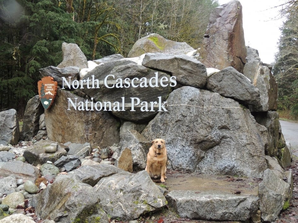 A dog sitting in front of the North Cascades National Park entrance sign