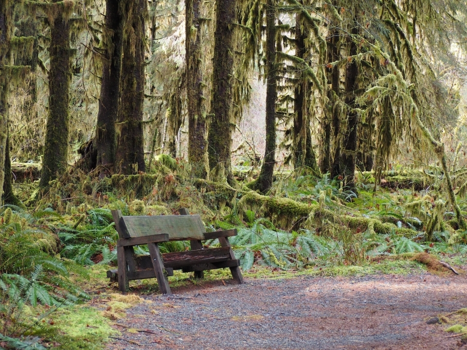 Bench in the Hoh Rain Forest