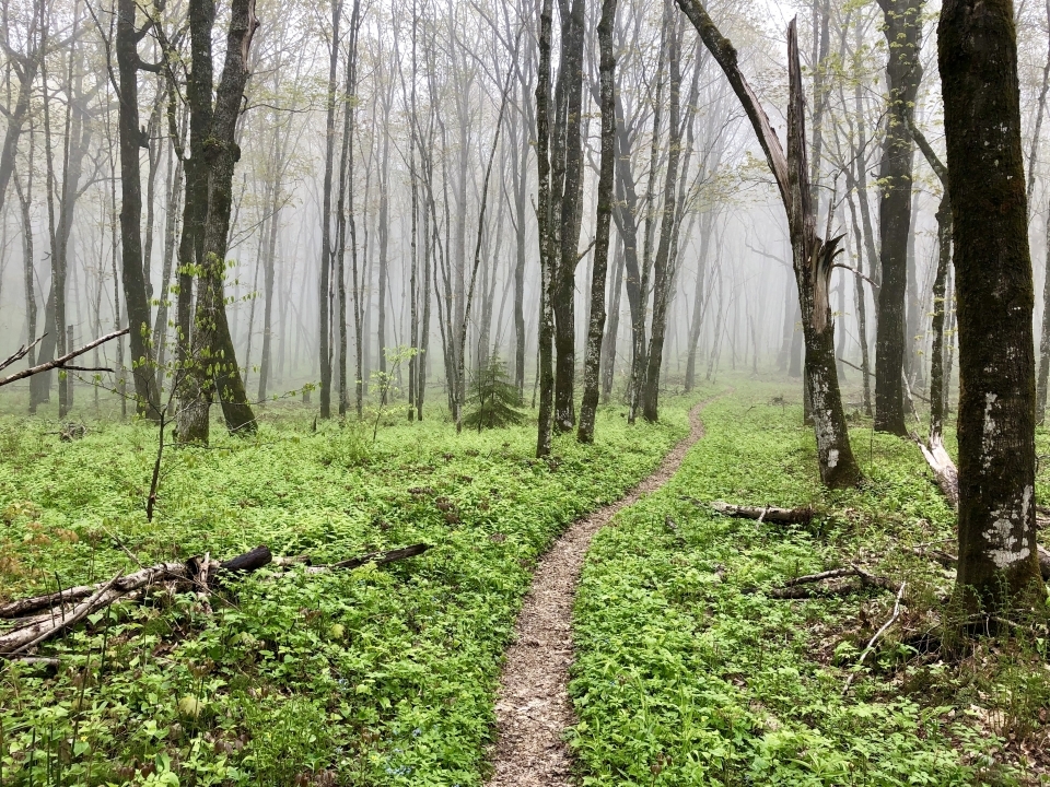 Narrow dirt path through the Spring Woods. The trees are just starting to leaf out. The ground is carpeted with green plants. There is a mist or fog visible.