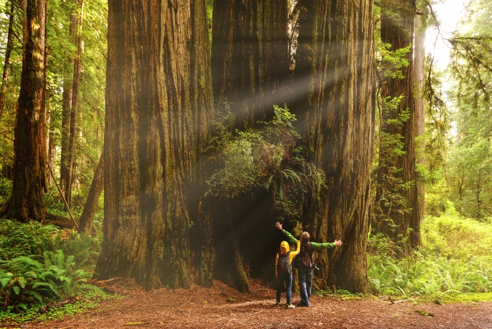 Two kids look up at a redwood, with their arms outstretched