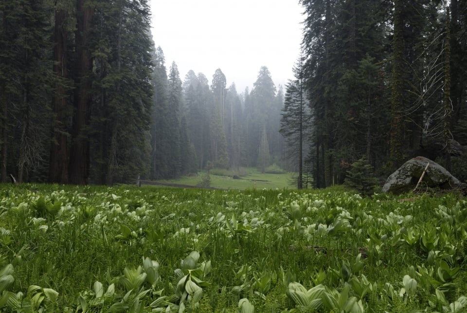Crescent meadow at Sequoia And Kings Canyon National Parks