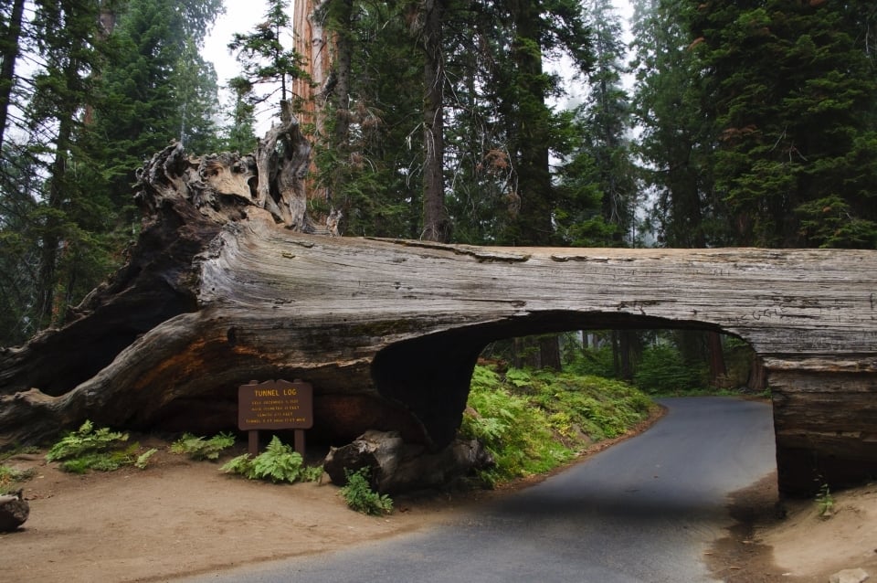 Tunnel log at Sequoia And Kings Canyon National Parks