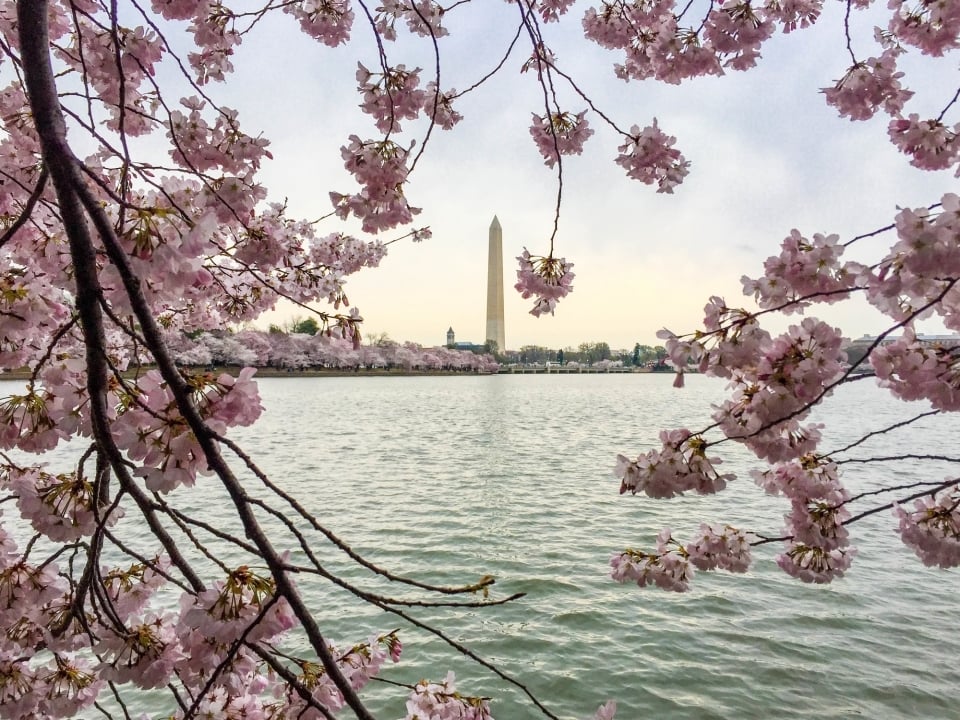 Cherry blossom trees flowers frame the Washington Monument across the water in the Tidal Basin