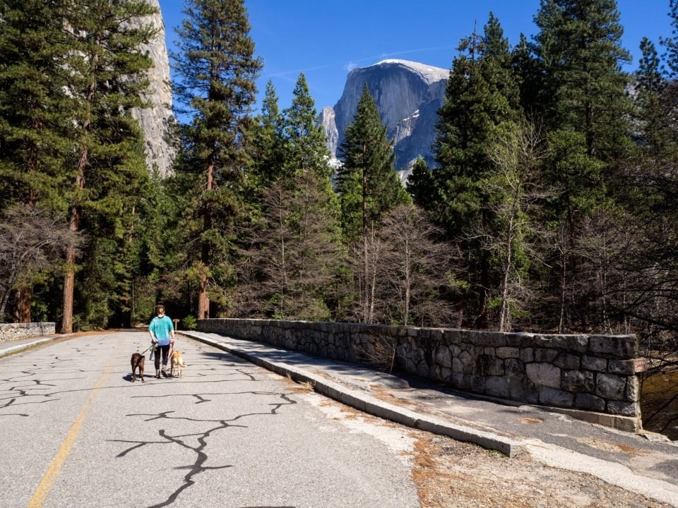 A person walking two dogs on the paved bike path to Mirror Lake at Yosemite National Park
