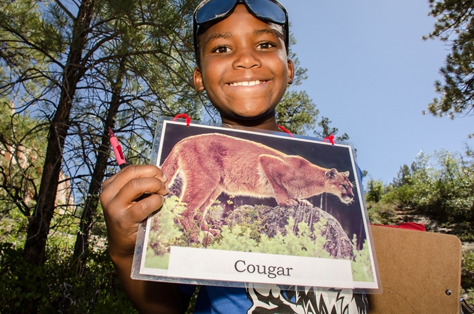 A young park visitor holds up an illustration of a cougar