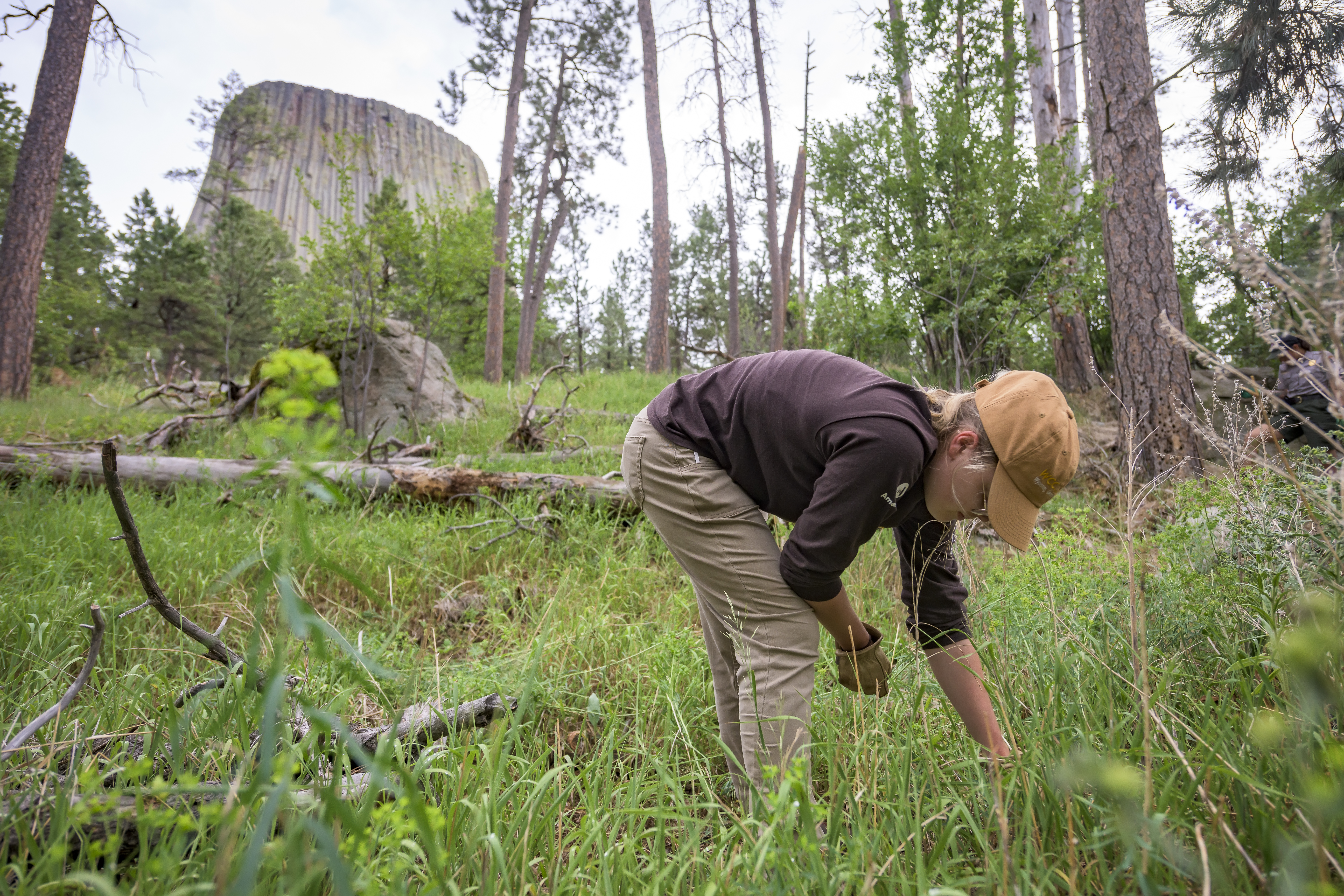 Service corps crew working helping control invasive vegetation at Devils Tower National Monument