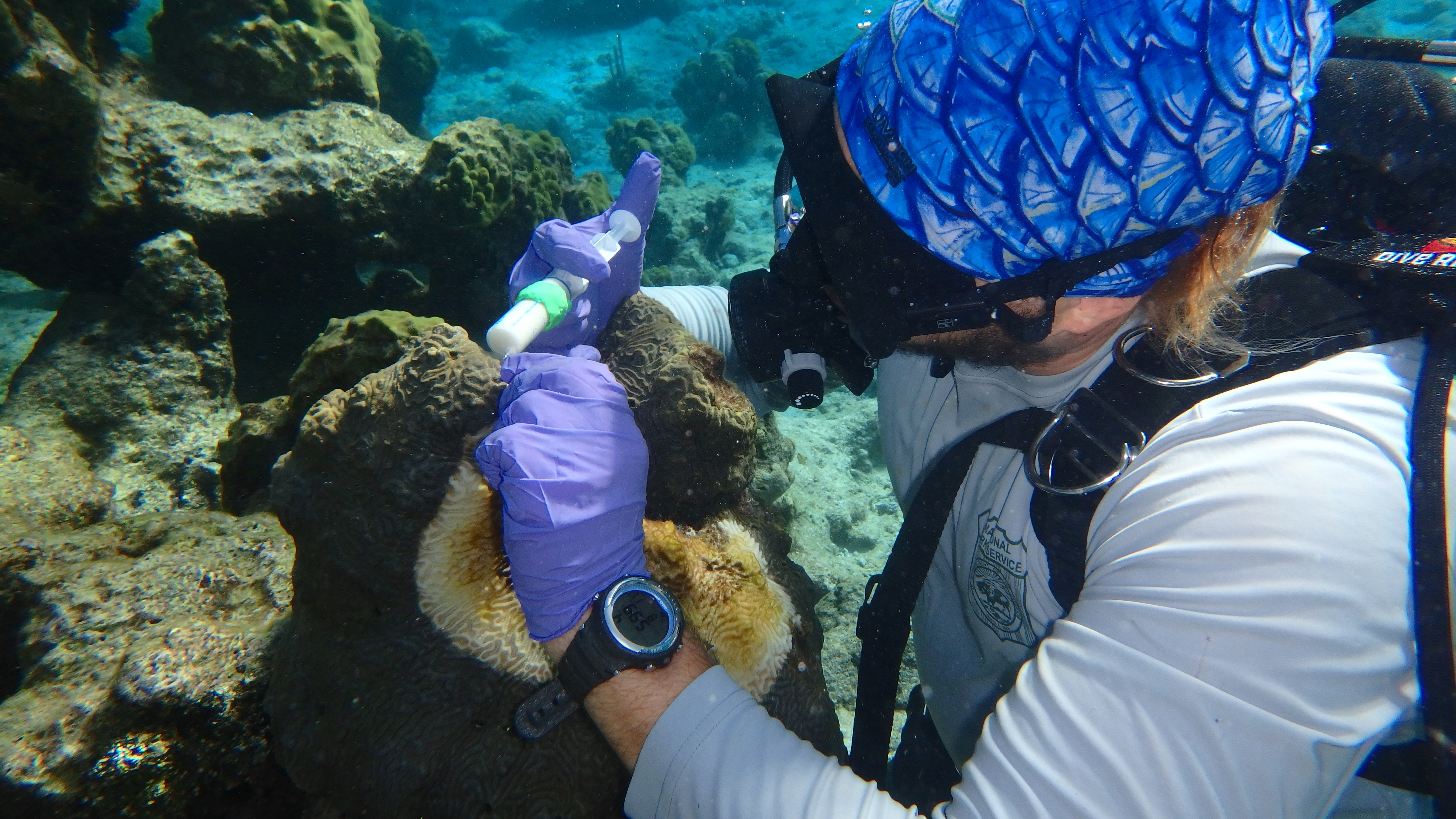 Stony Coral Tissue Loss Disease treatment at Virgin Islands National Park (NPS Photo)