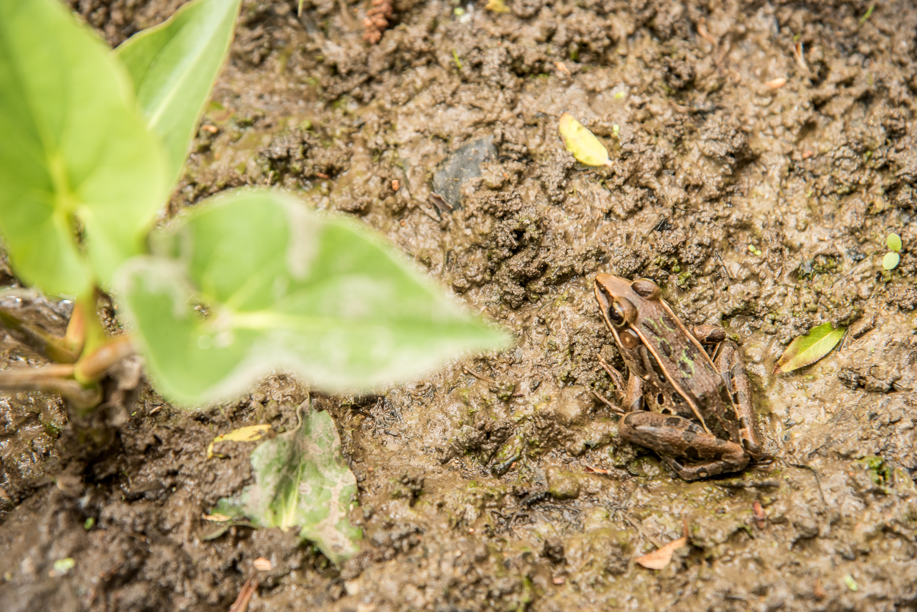 Frog spotted at Jean Lafitte National Historical Park & Preserve