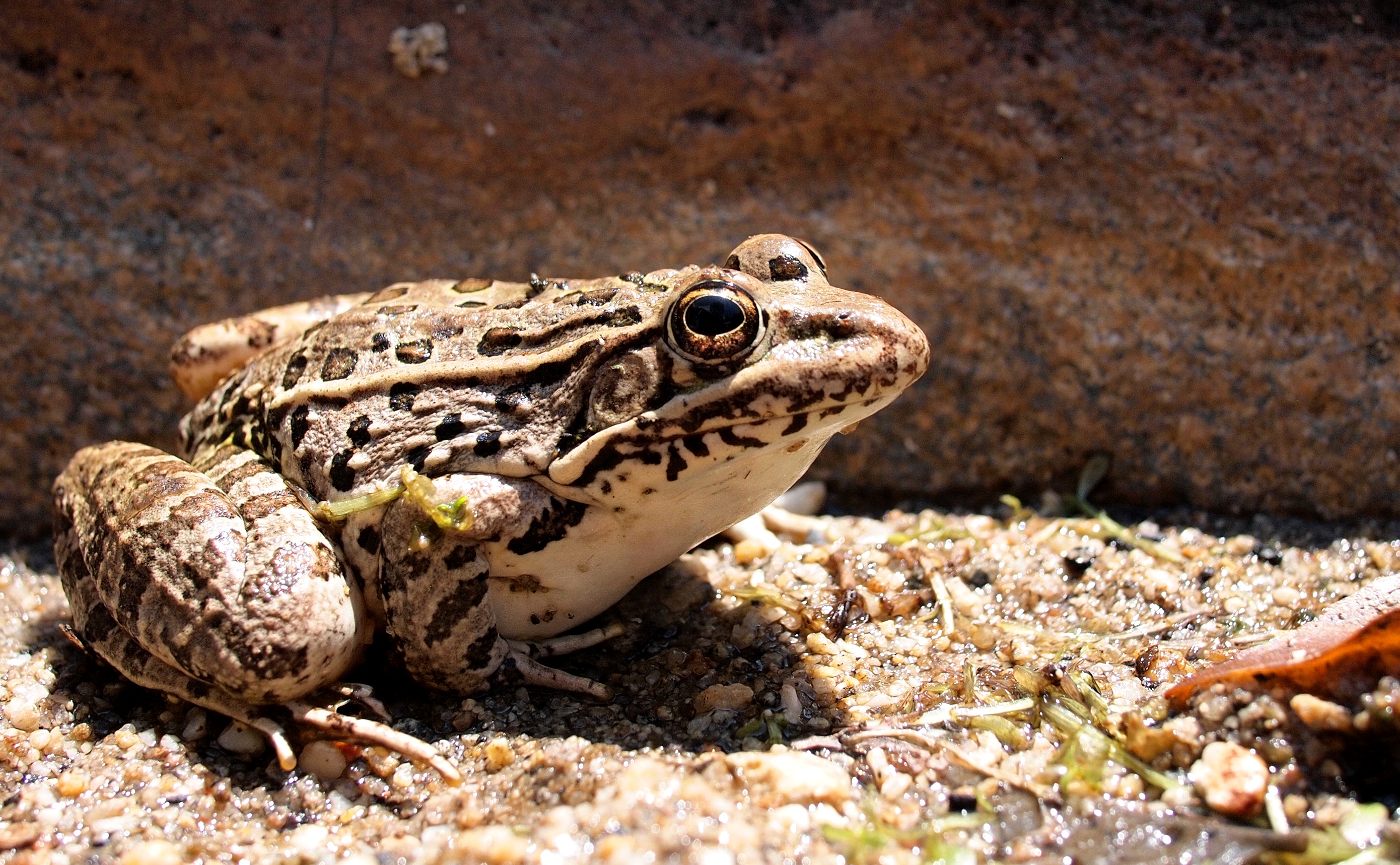 Lowland leopard frog