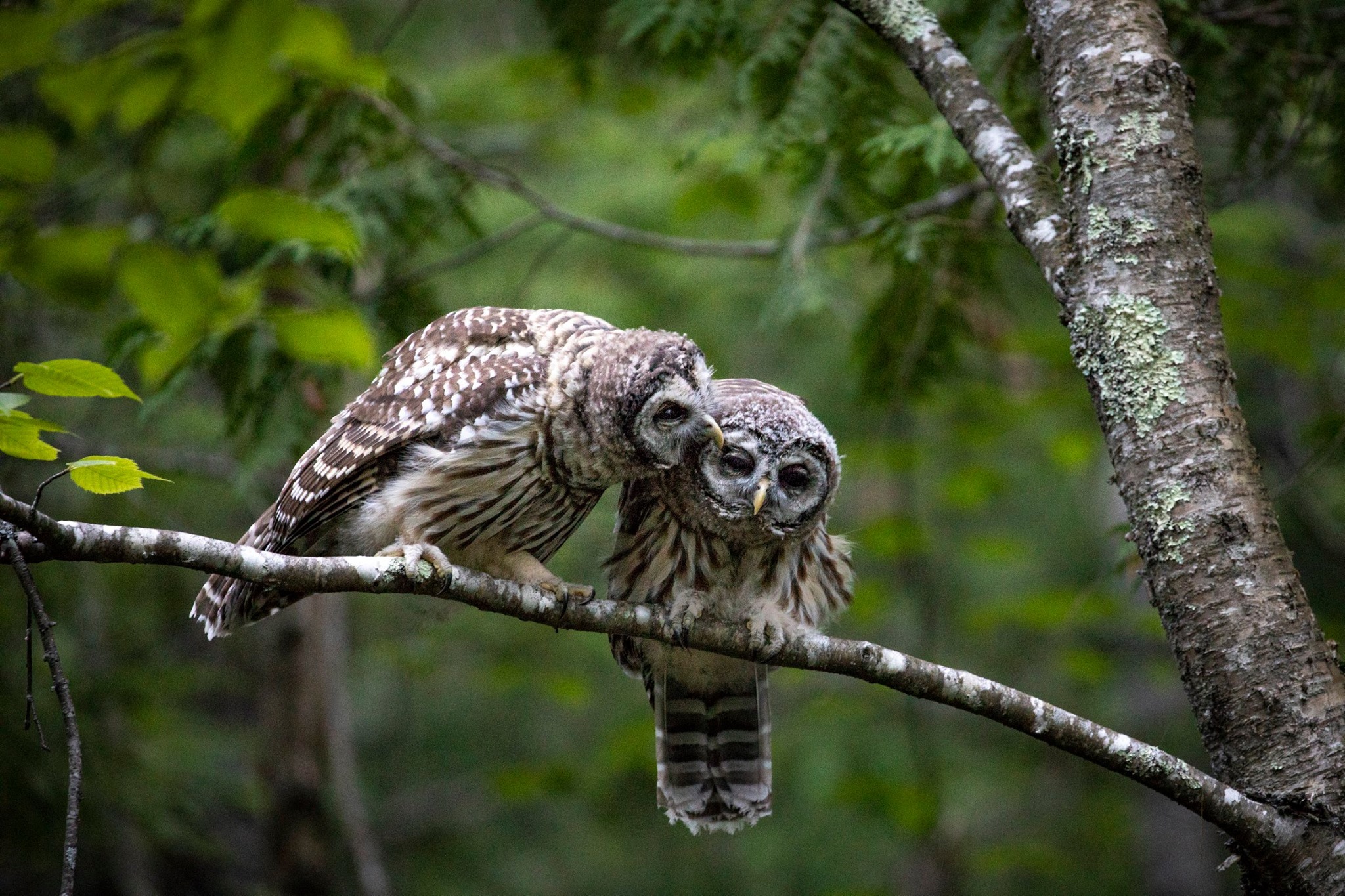 Barred owls at Acadia