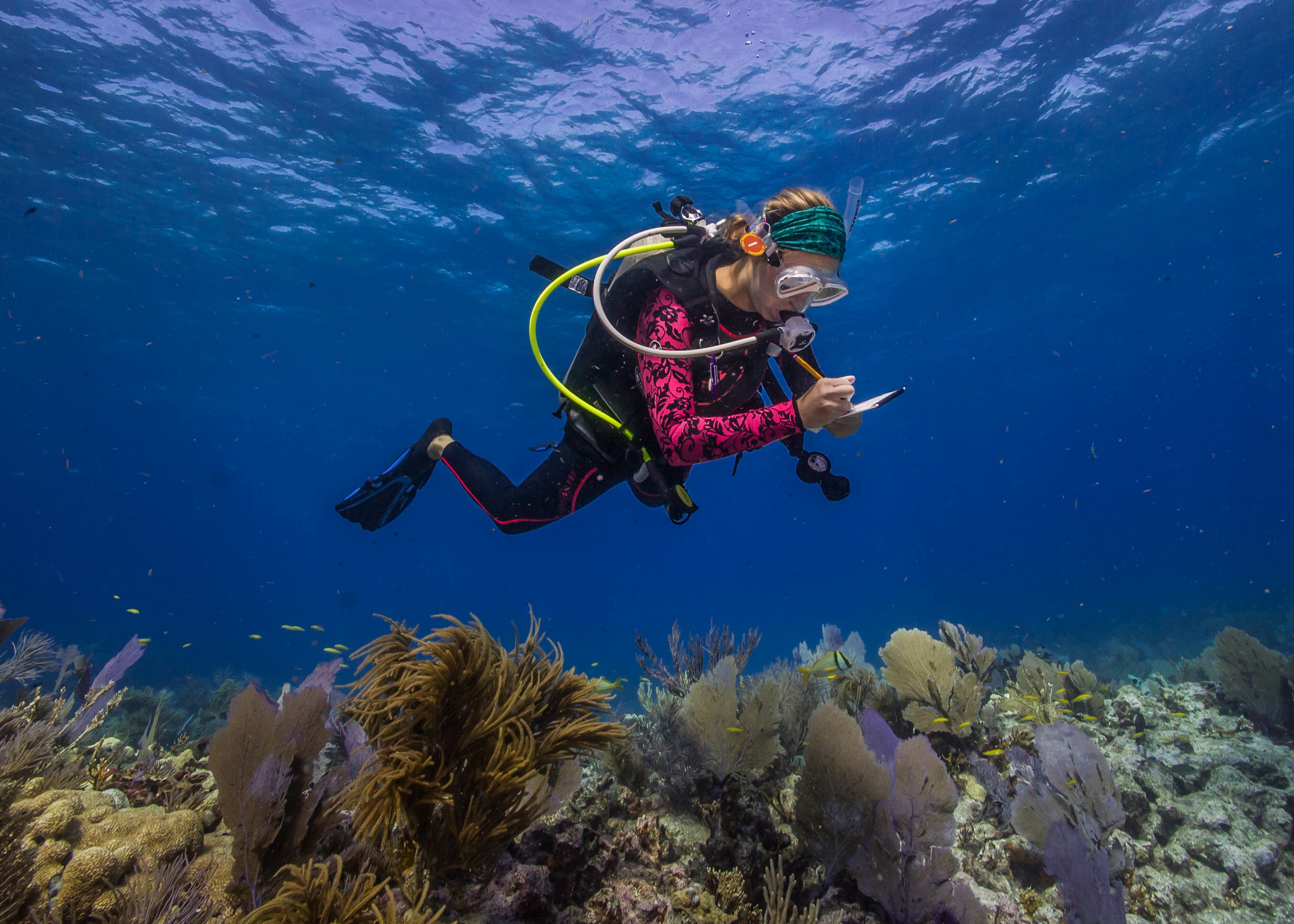 Underwater survey at Biscayne National Park