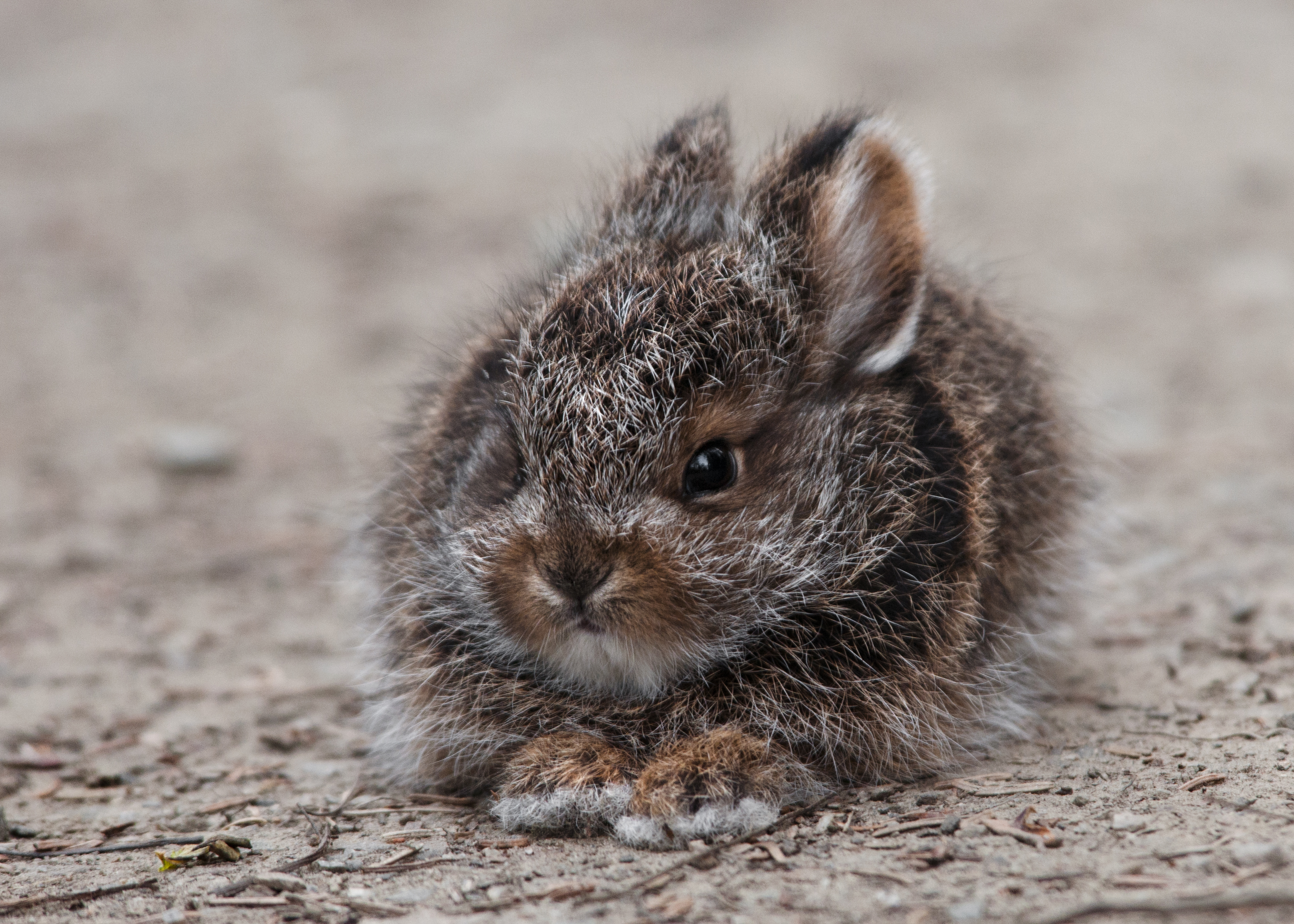 Baby snowshoe hare at Denali National Park & Preserve