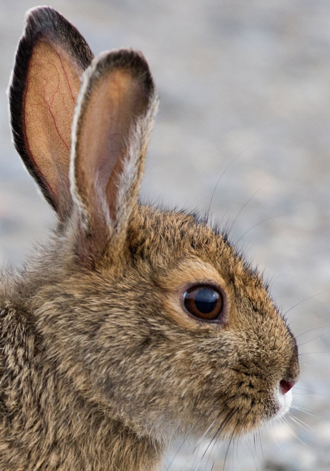 Snowshoe hare at Denali National Park & Preserve