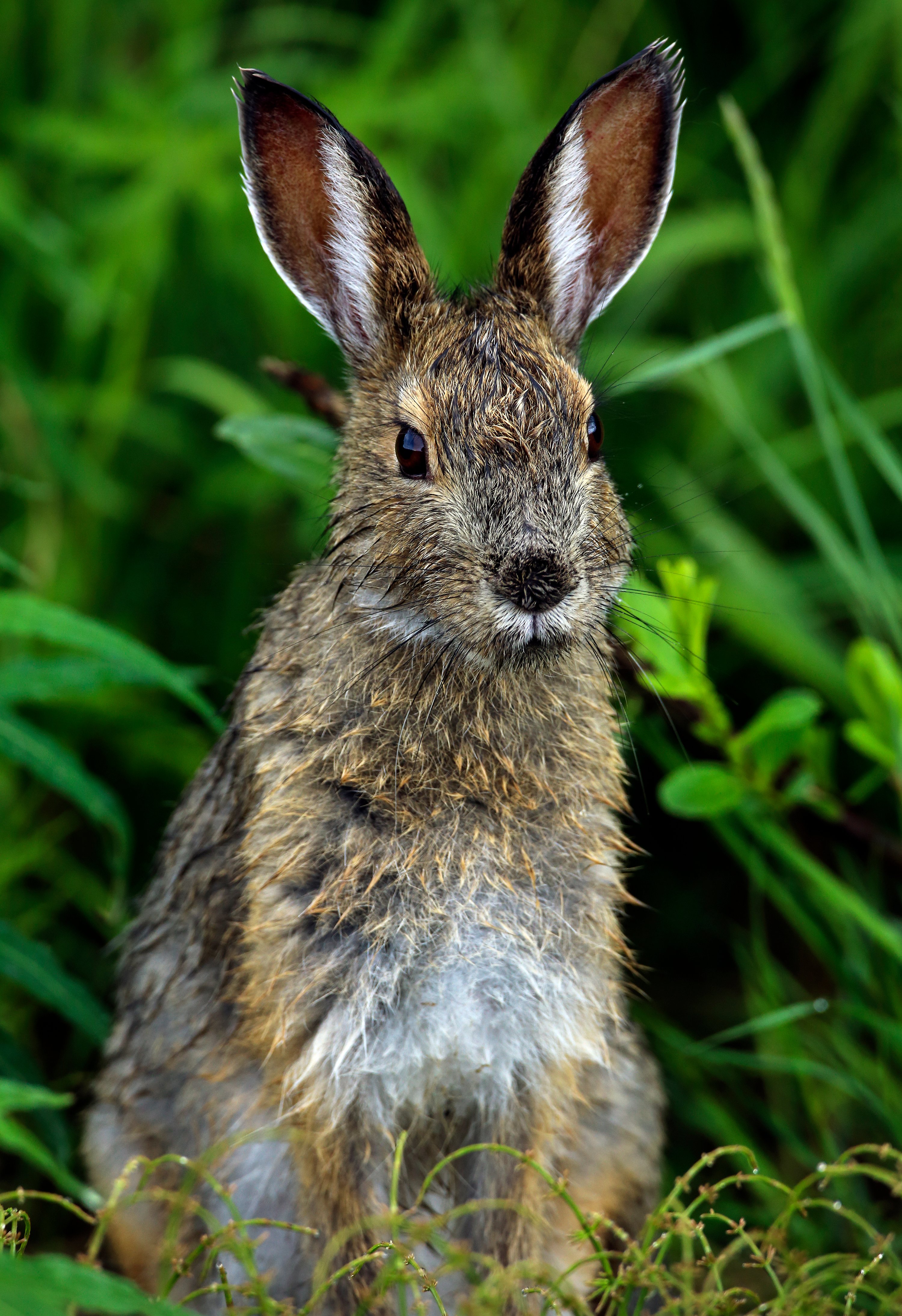 Snowshoe hare in Denali National Park & Preserve