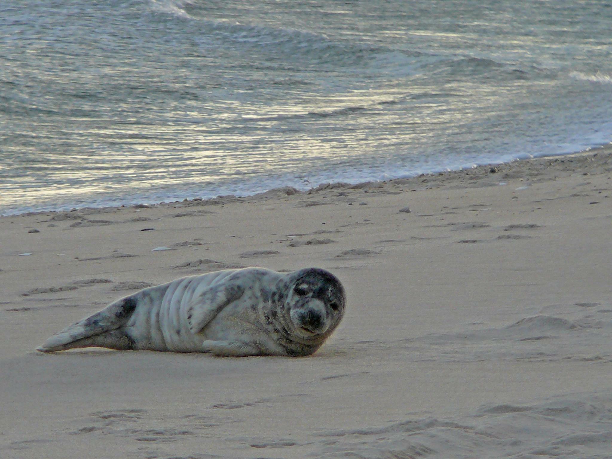 Gray seal pup on the shore of Fire Island National Seashore