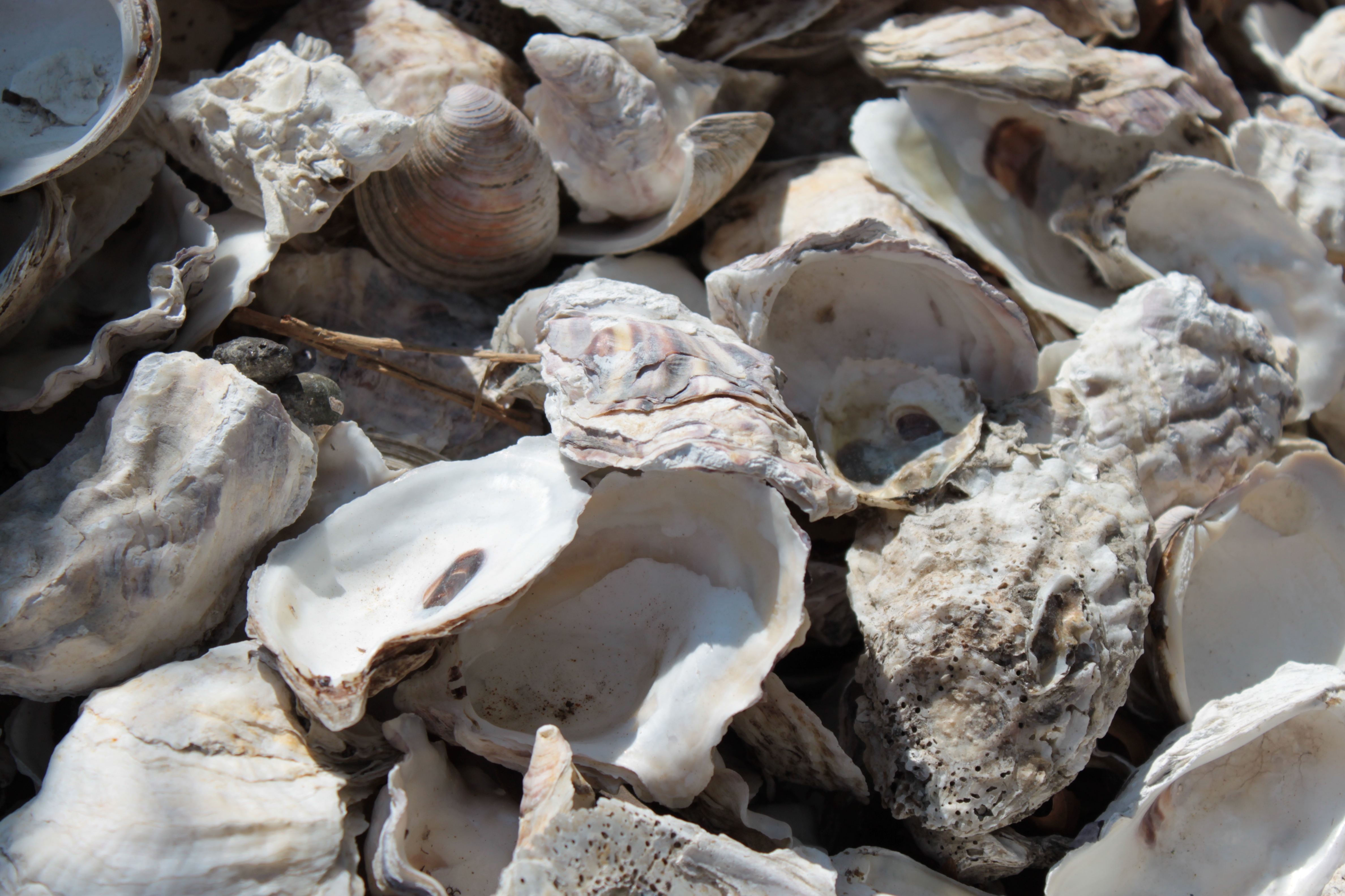 Close up of oyster shells