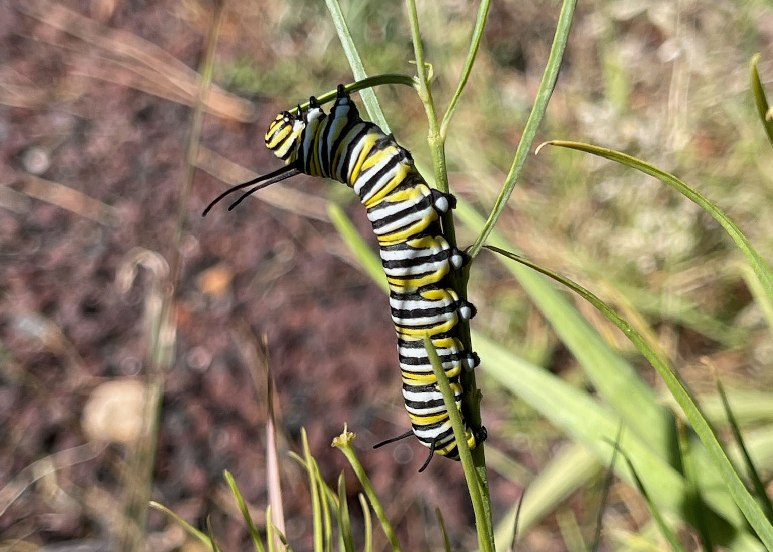 Monarch Caterpillar - Grand Canyon