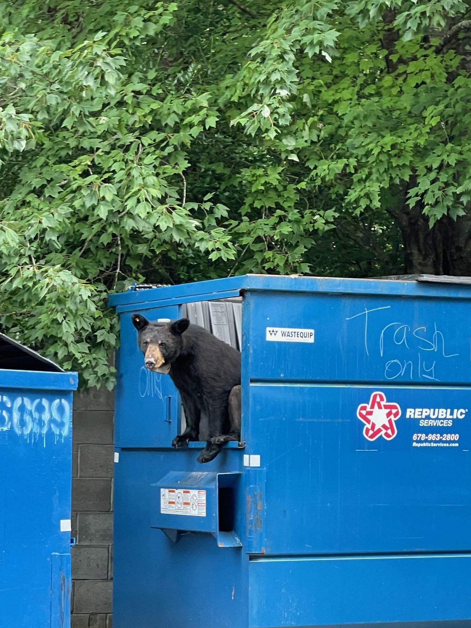 Bear 609 dumpster diving outside of a steakhouse in Alpharetta, Georgia in July 2022