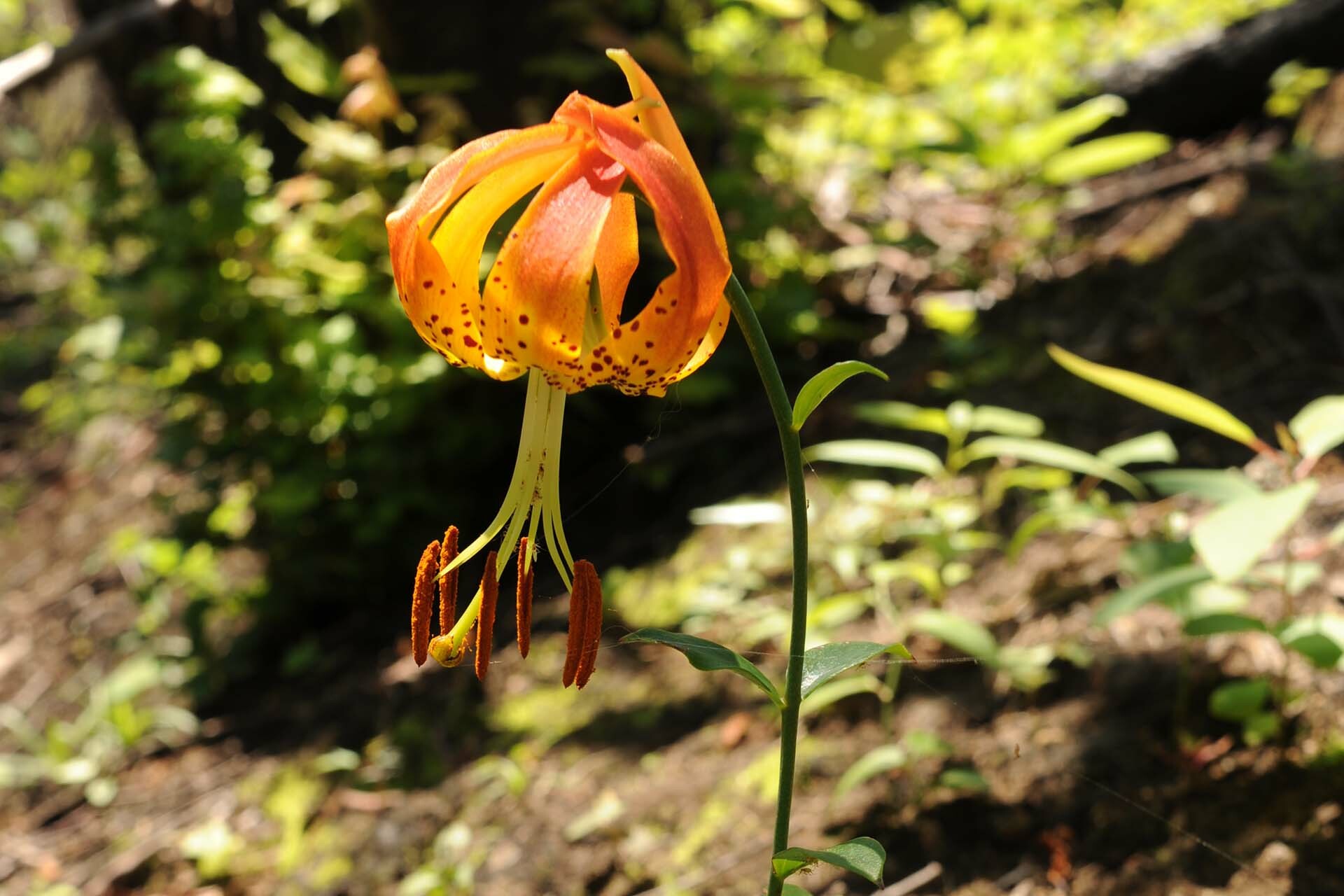 Carolina lily - Great Smoky Mountains