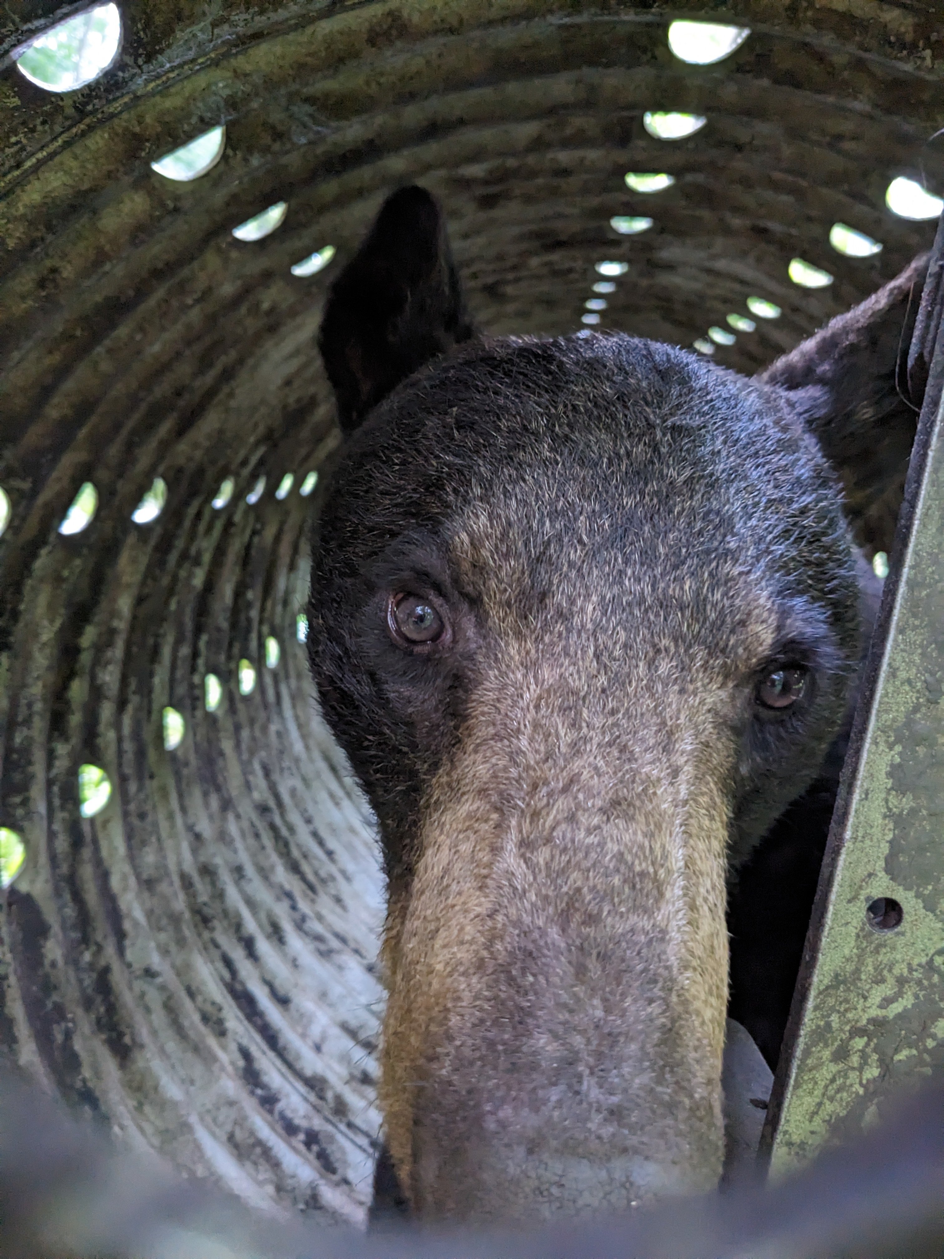 A black bear in a trap as it’s moved by park biologists