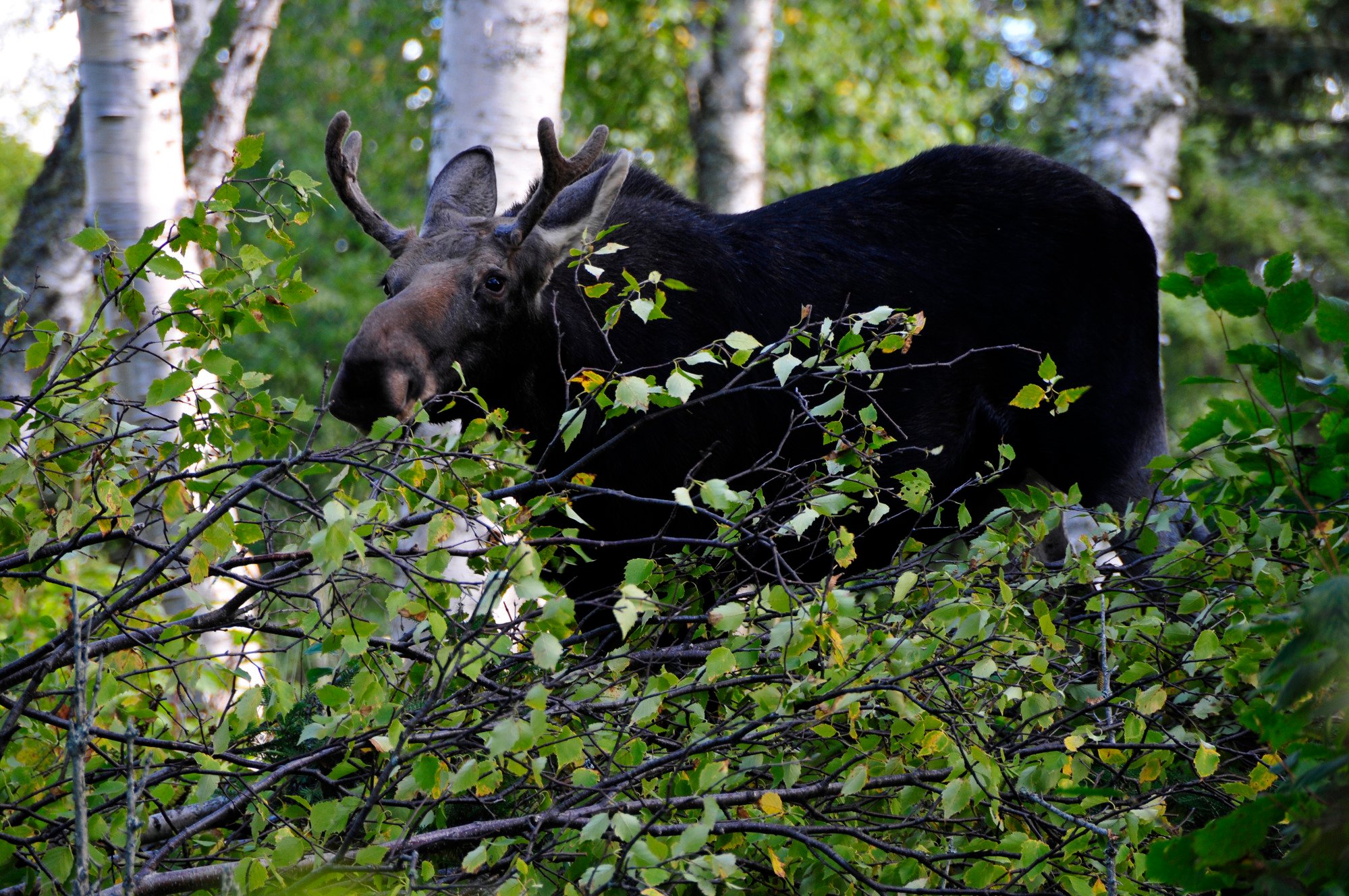 Bull moose at Isle Royale National Park