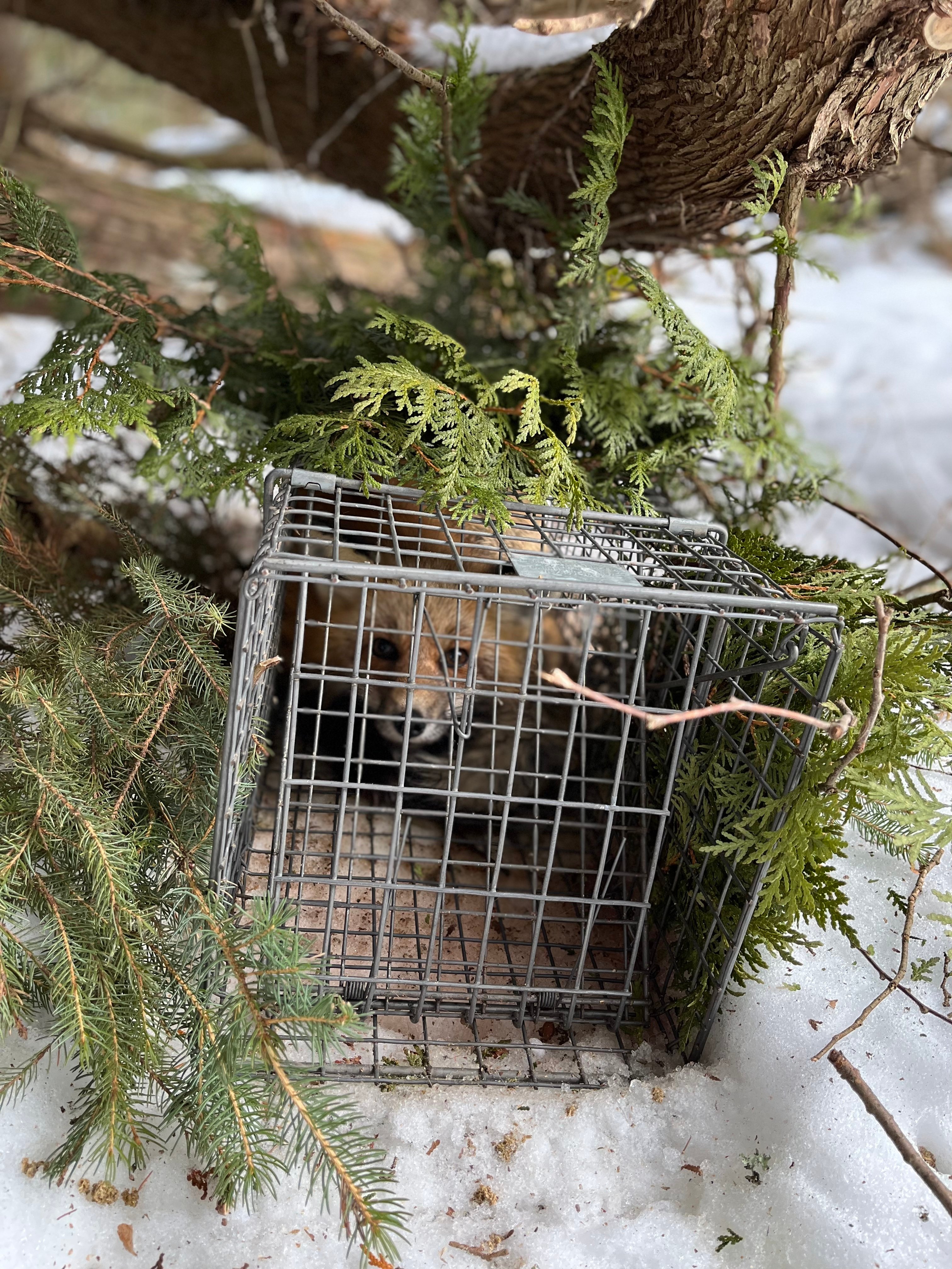 Red fox in a monitoring trap