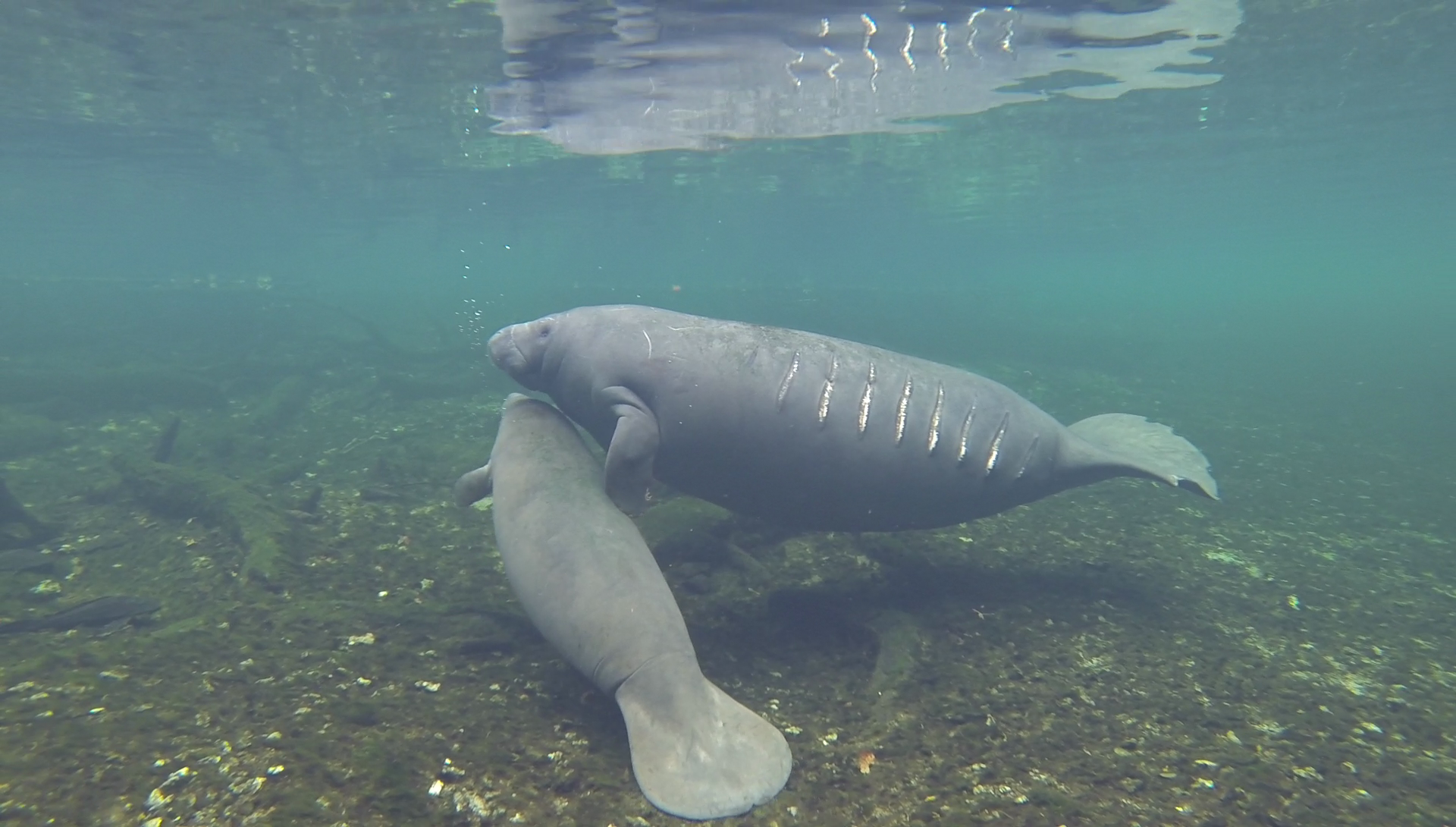 Manatee with watercraft scars