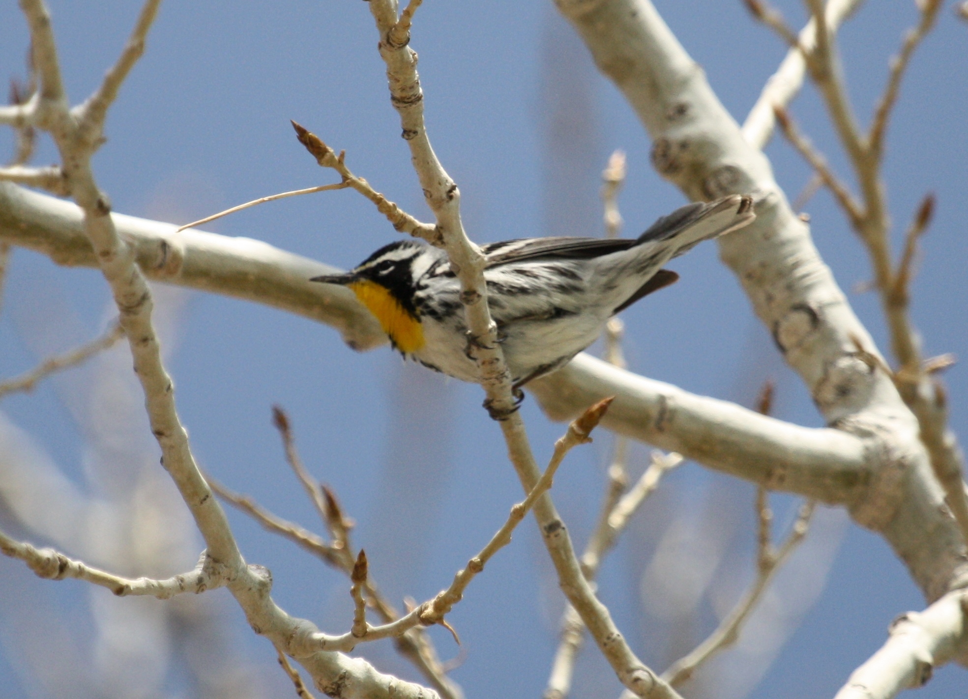 Yellow-throated Warbler in Cottonwood Tree