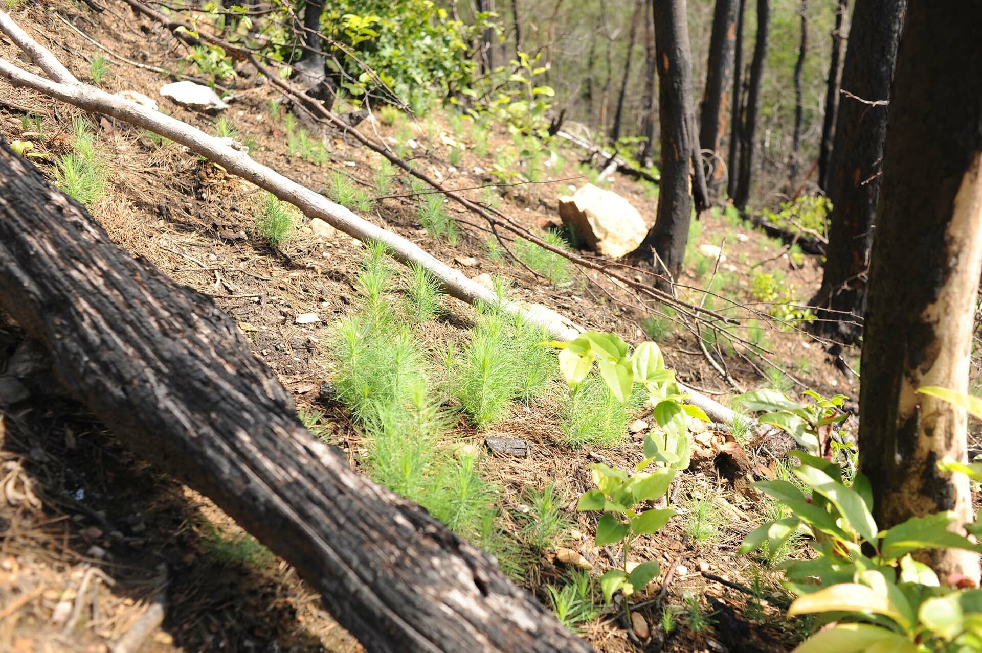 Yellow pine regeneration
