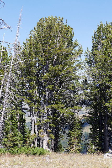 Whitebark pines on Mt. Washburn in Yellowstone National Park