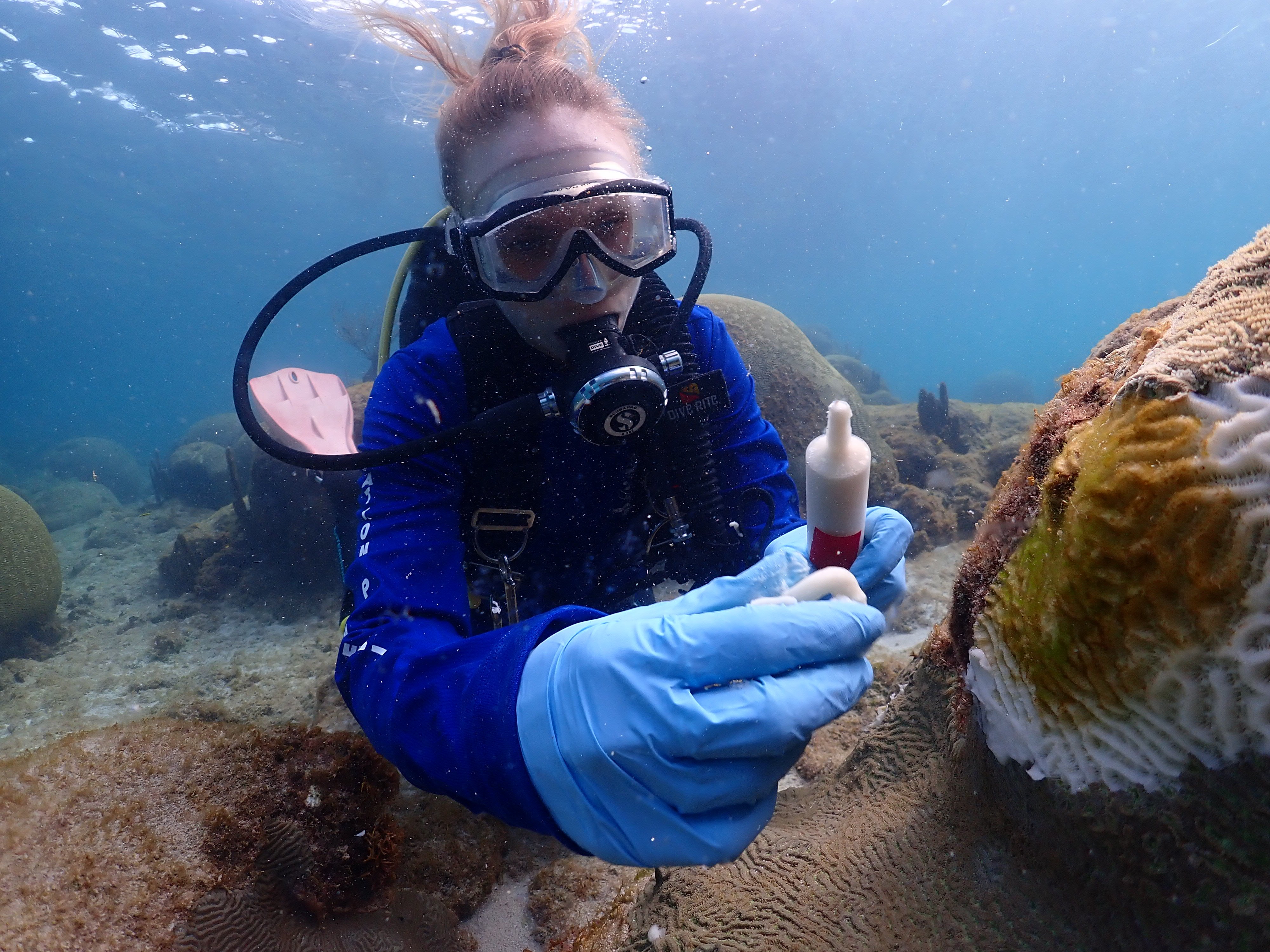 Issuing treatment for Stony Coral Tissue Loss Disease in Virgin Islands National Park