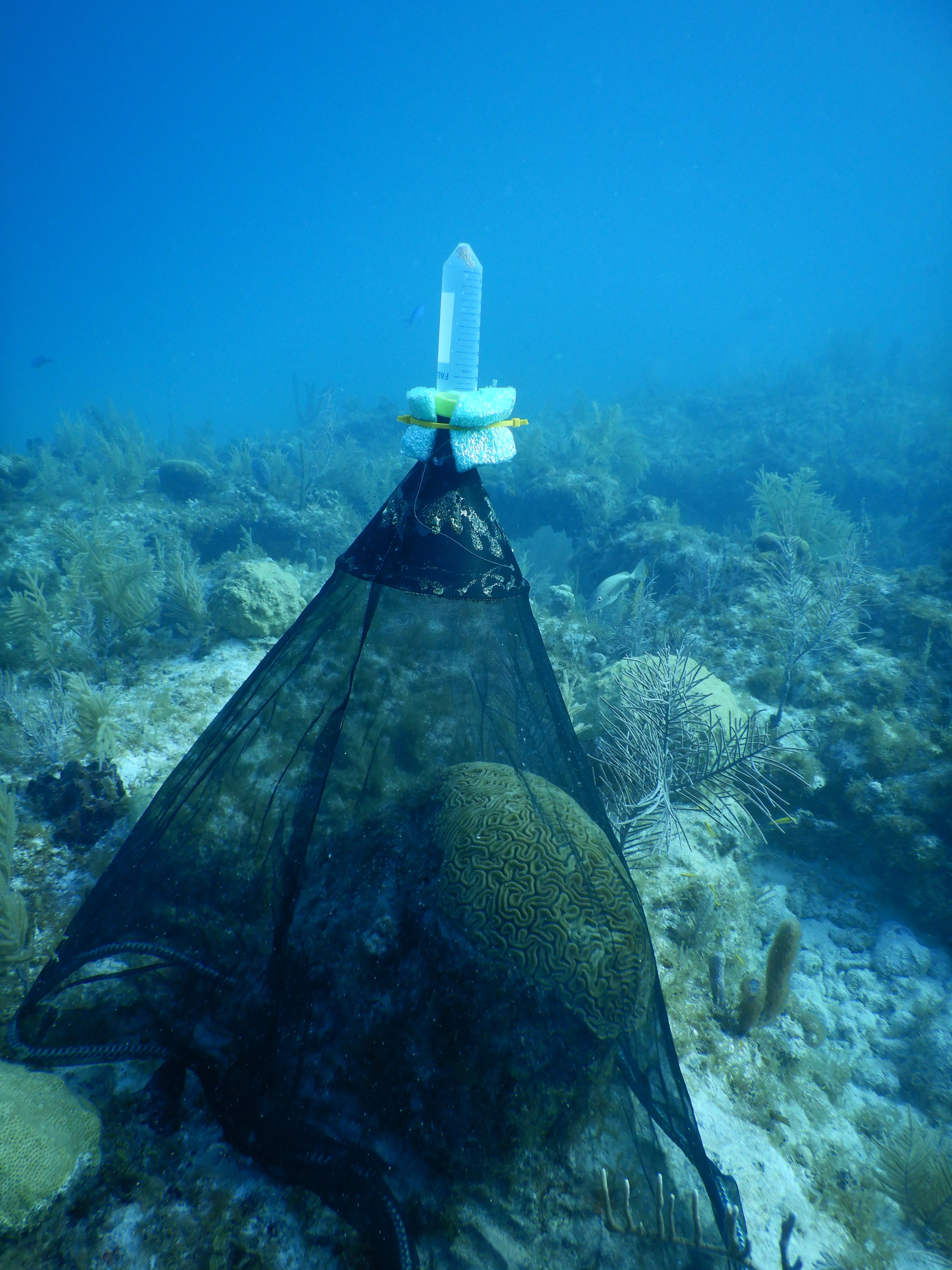 A coral collector net used to collect gametes at Biscayne National Park