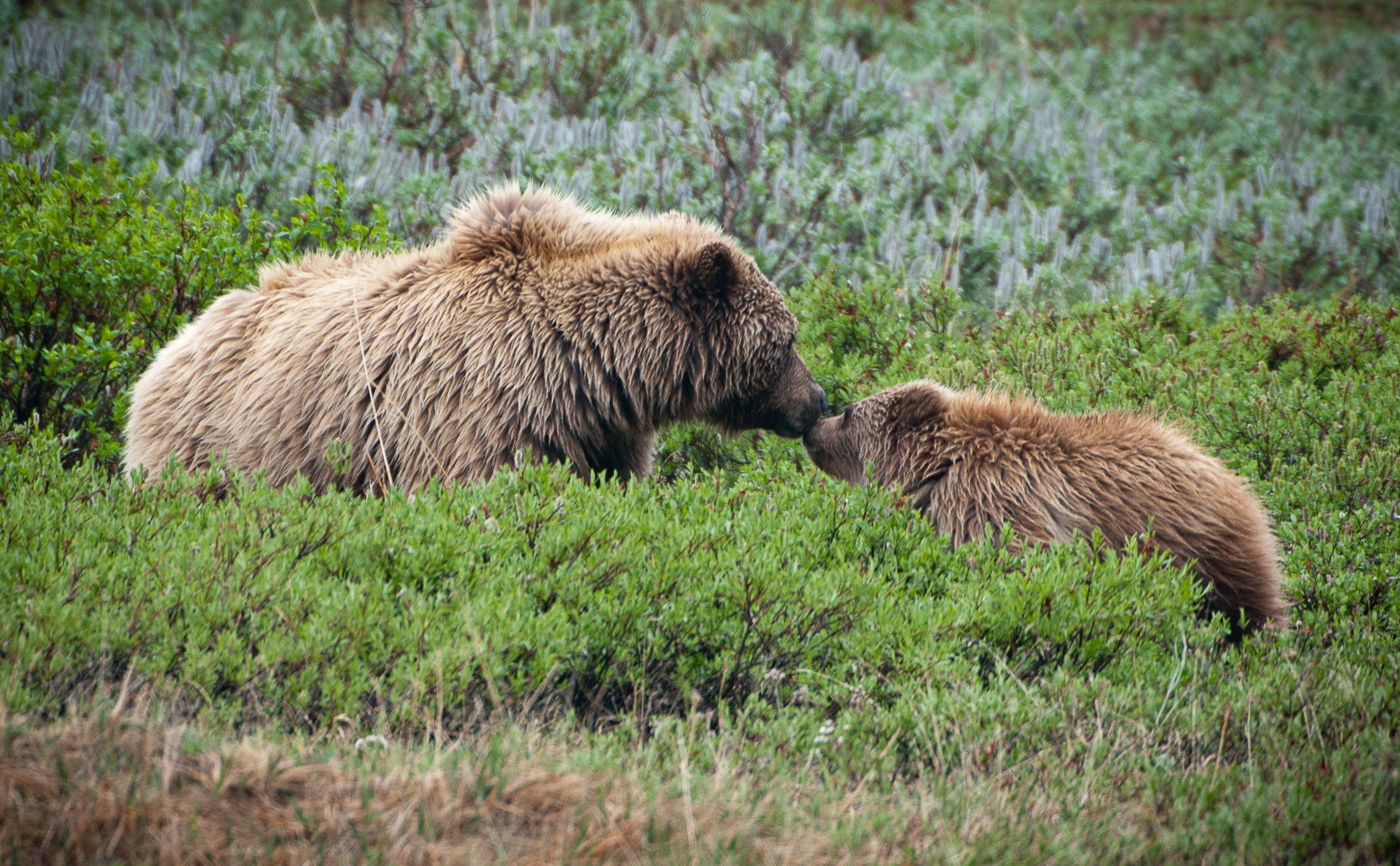 Denali Bears - Mom & Cub