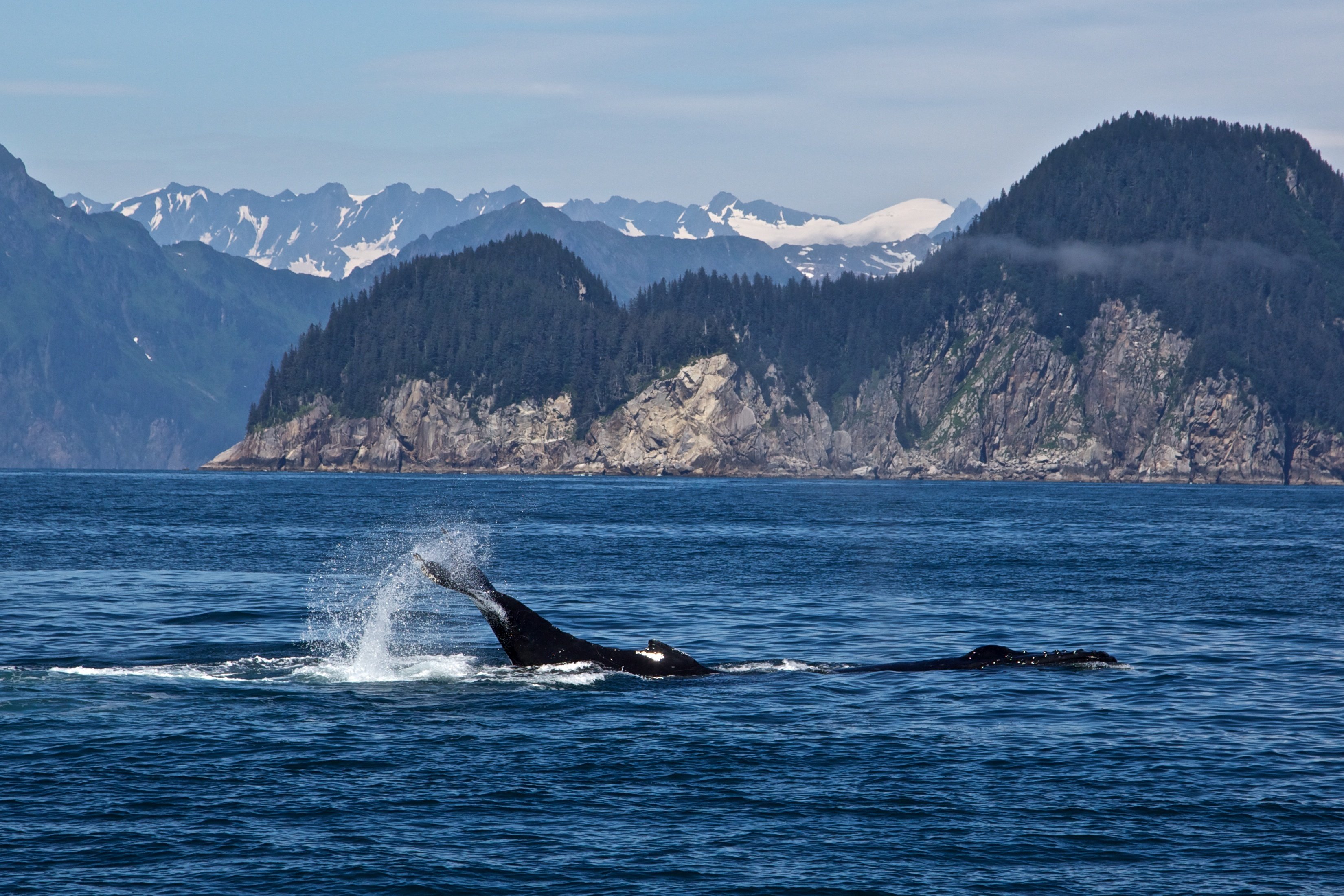 Whale spotted in Kenai Fjords National Park